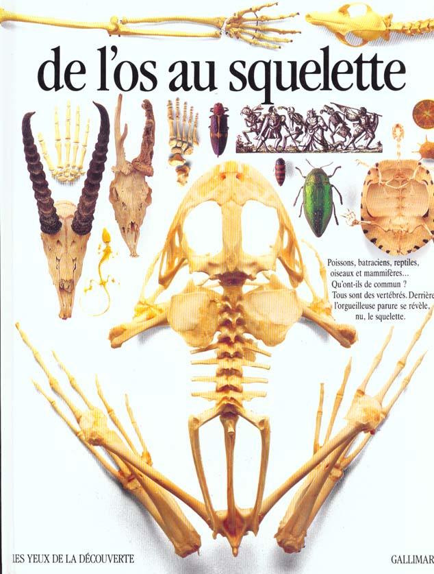 Image de l'objet &laquo; OS AU SQUELETTE (DE L') &raquo;